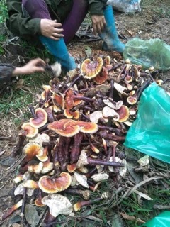 Nấm Lim Xanh Điện Biên