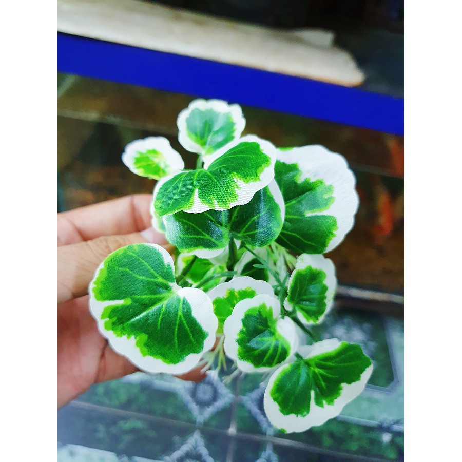 RONG TRANG TRÍ HỒ CÁ NON BỘ CAO 4CM