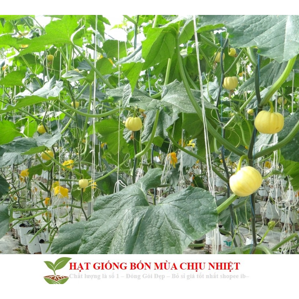 Hạt Giống Bí MIni - 10 Hạt ĐẾN MÙA TRỒNG TẾT