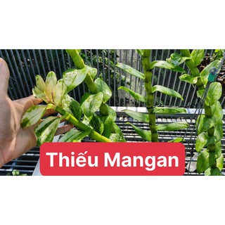 Phân bón vi lượng
