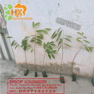 Combo 5 cây trầm hương cây giống