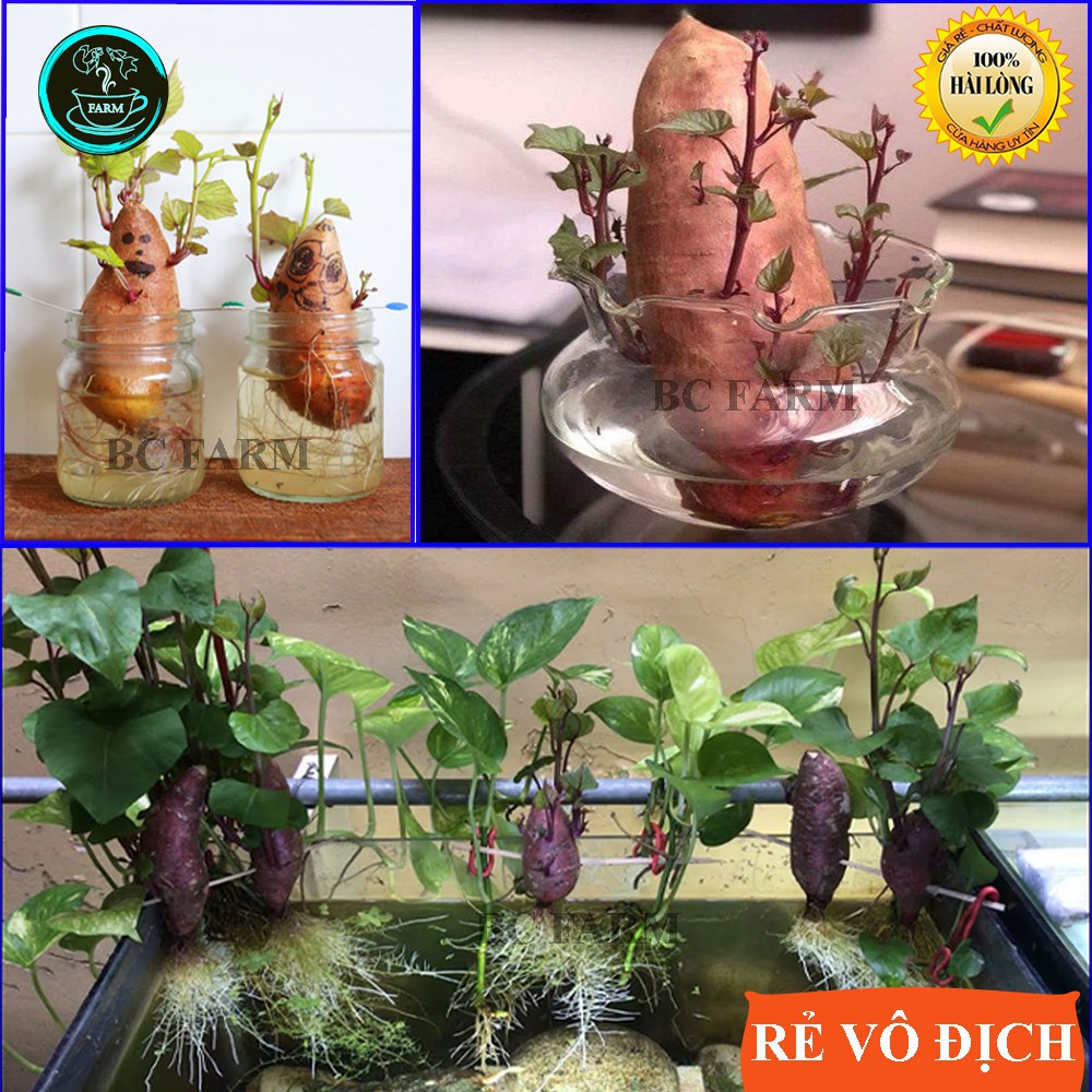 Khoai lang thủy canh - cây cảnh - trang trí văn phòng