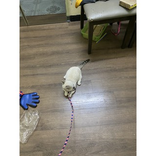 Dây yếm dắt chó , mèo
