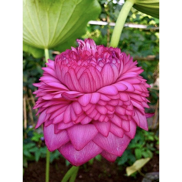 Củ sen nghìn cánh -S100 ra hoa sau 3 tháng