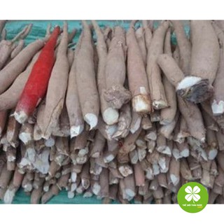 Sâm cau đỏ 1kg tươi - TD036