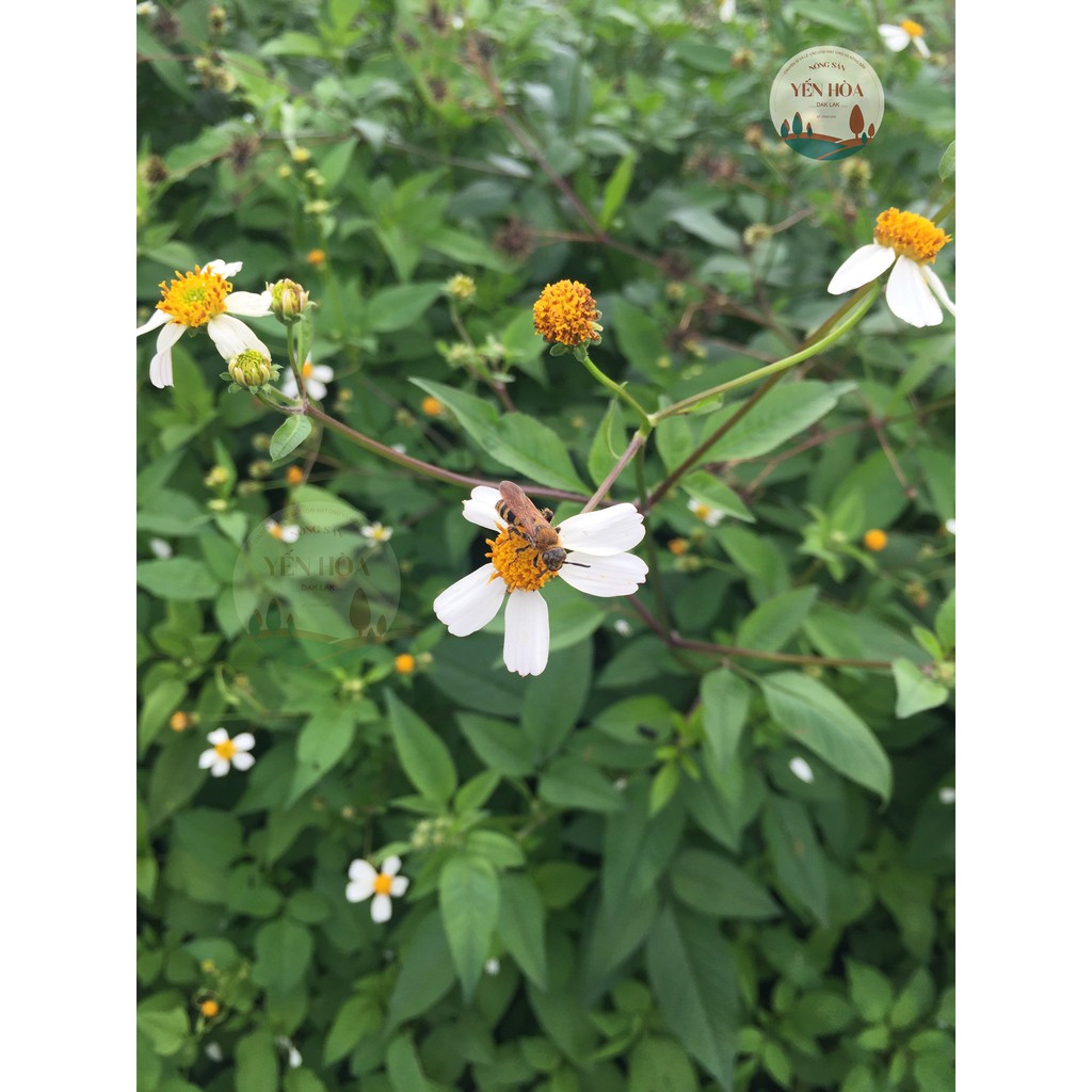 Mật ong hoa Cỏ Kim(Xuyến chi) 1 lít – 500ml nguyên chất từ DakLak | BigBuy360 - bigbuy360.vn