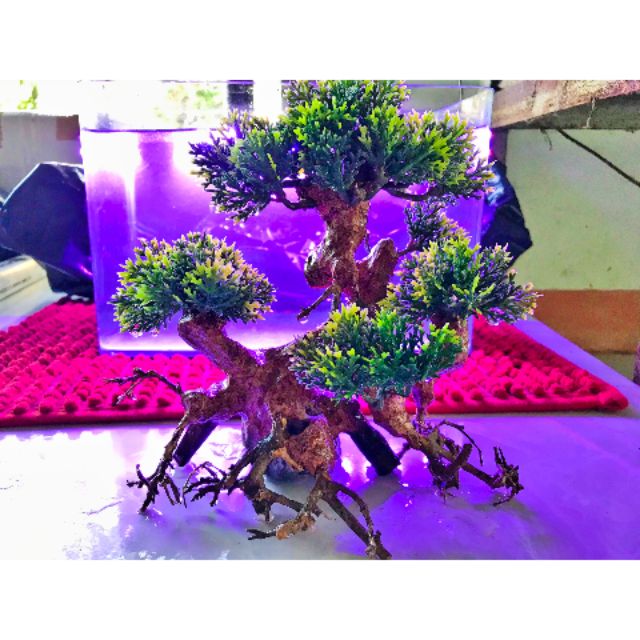 Cây lũa bonsai trang trí bể cá size S (Cá cảnh Bảo Long)
