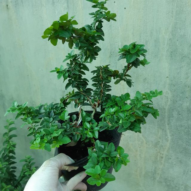 Cây kim quýt thái bonsai - Cây cảnh để bàn - caykiengsadec