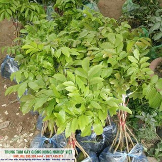 Cây Giống Trám Trắng