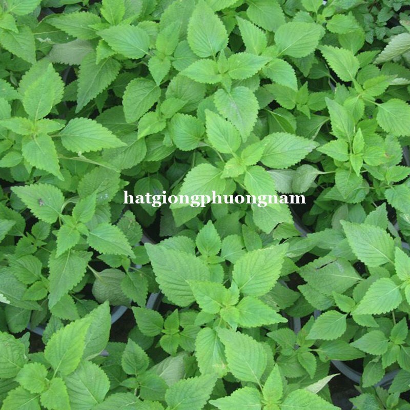 HẠT GIỐNG LÁ CÂY RAU KINH GIỚI