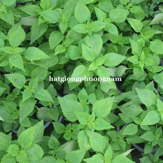 HẠT GIỐNG LÁ CÂY RAU KINH GIỚI