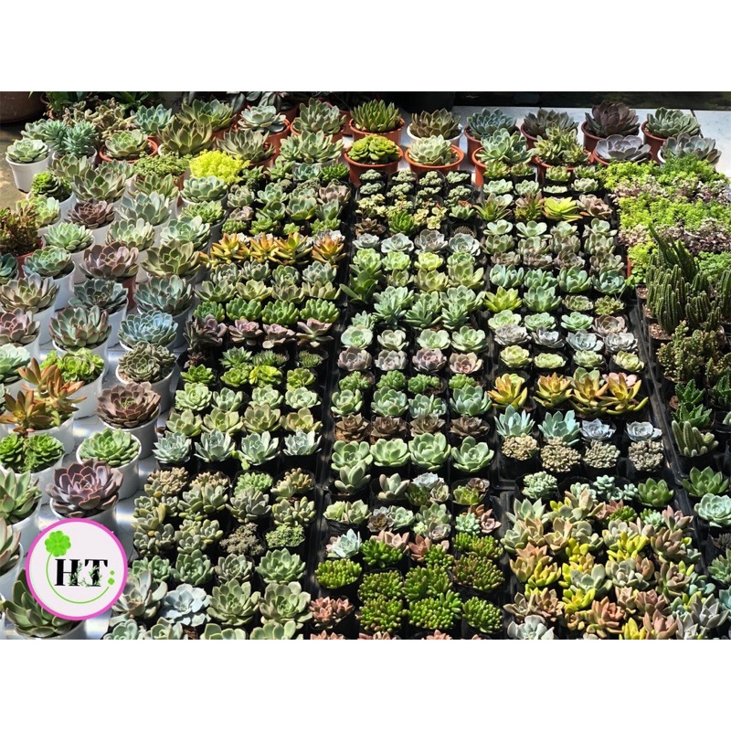 COMBO 12 Loại Sen Đá 150k