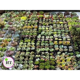 Combo 12 loại sen đá 150k