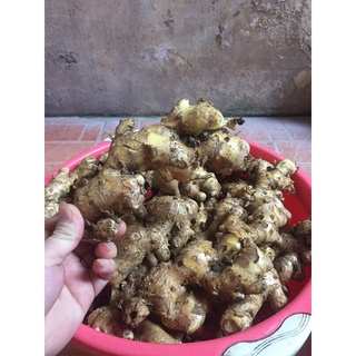 1kg gừng gió rừng tươi
