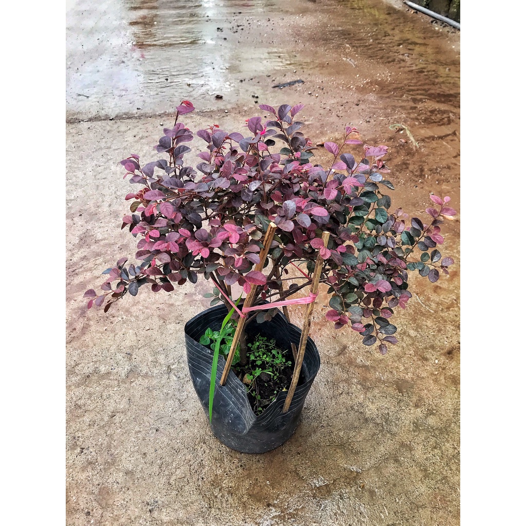 Cây hồng phụng chiều cao 20-25cm, hoa đỏ tán lá xòe đẹp mắt  cây cảnh trang trí sân vườn, ban công
