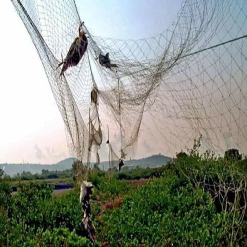 Lưới bẫy chim tàng hình 7 dây 6 túi dài 10 met thái lan giá rẻ