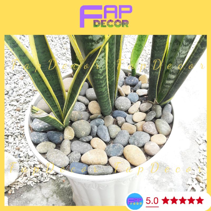 Đá Sỏi 7 Màu Trang Trí Chậu Cây, Làm Vườn, Trang Trí Bể Cá, Thủy Sinh Size 2 3 4cm - FapFood