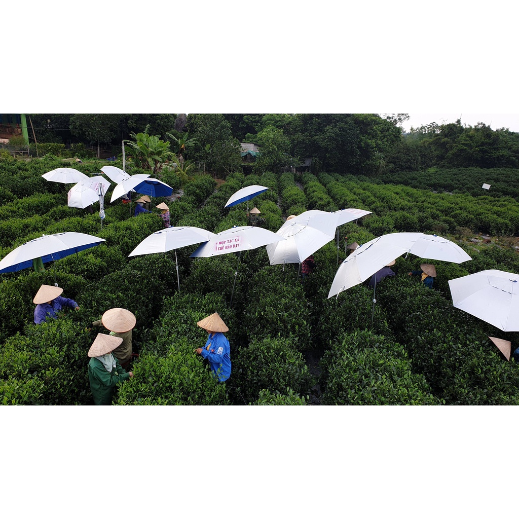 Chè Đinh Đinh Đặc Biệt 2 - Hợp Tác Xã Chè Hảo Đạt - Chè Tân Cương Thái Nguyên