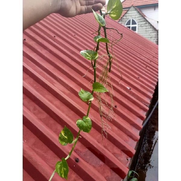 5 cây trầu bà sữa (dài từ 30 cm trở lên, đã có rễ)