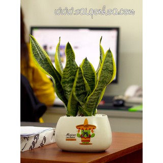 Cây Lưỡi Hổ Để Bàn