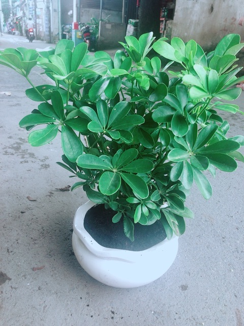 Ngũ Gia Bì Size Đại Kèm Chậu Sứ