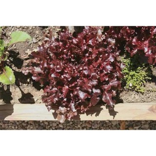 Hạt giống xà lách oak leaf tím