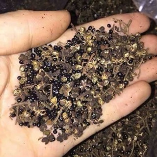 Mắc khén khô