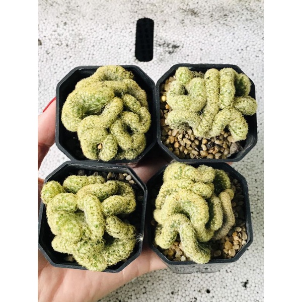 Xương rồng Mammi Crest gai vàng