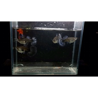 Dumble Halfmoon 7 màu guppy
