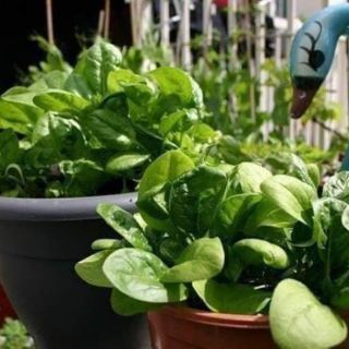 Hạt giống cải bó xôi