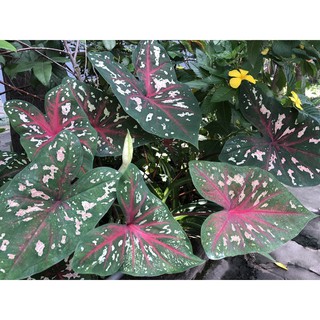 Củ giống môn đóm đỏ 22k/2 củ
