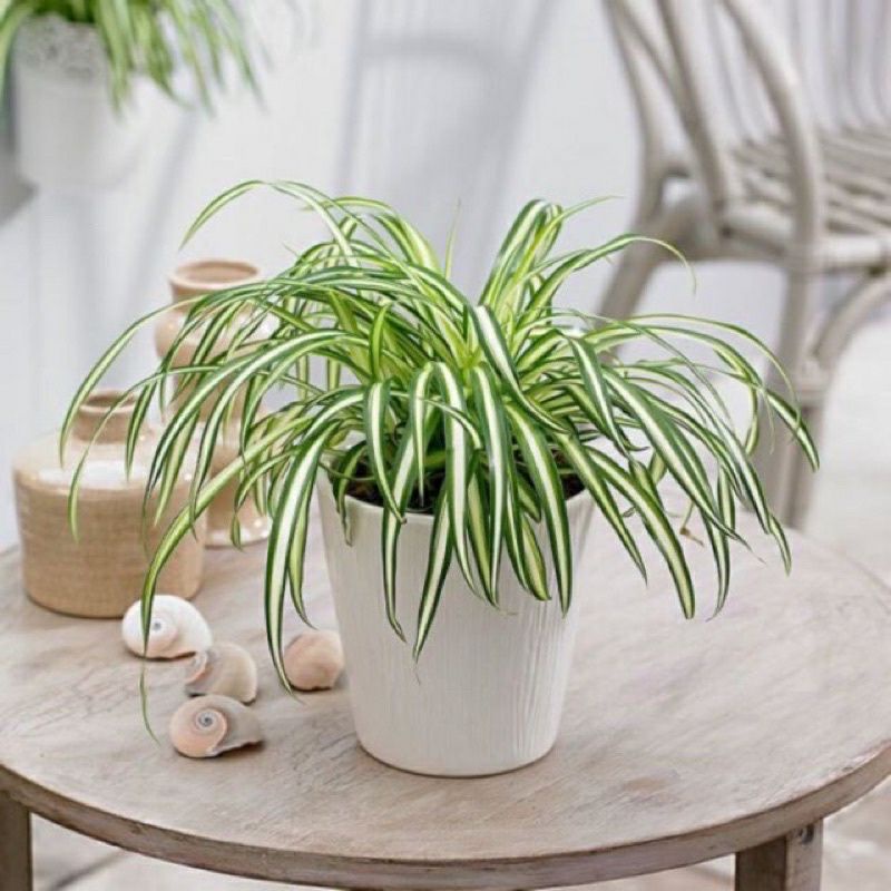 Cây Lan Chi  / Cây Mẫu Tử