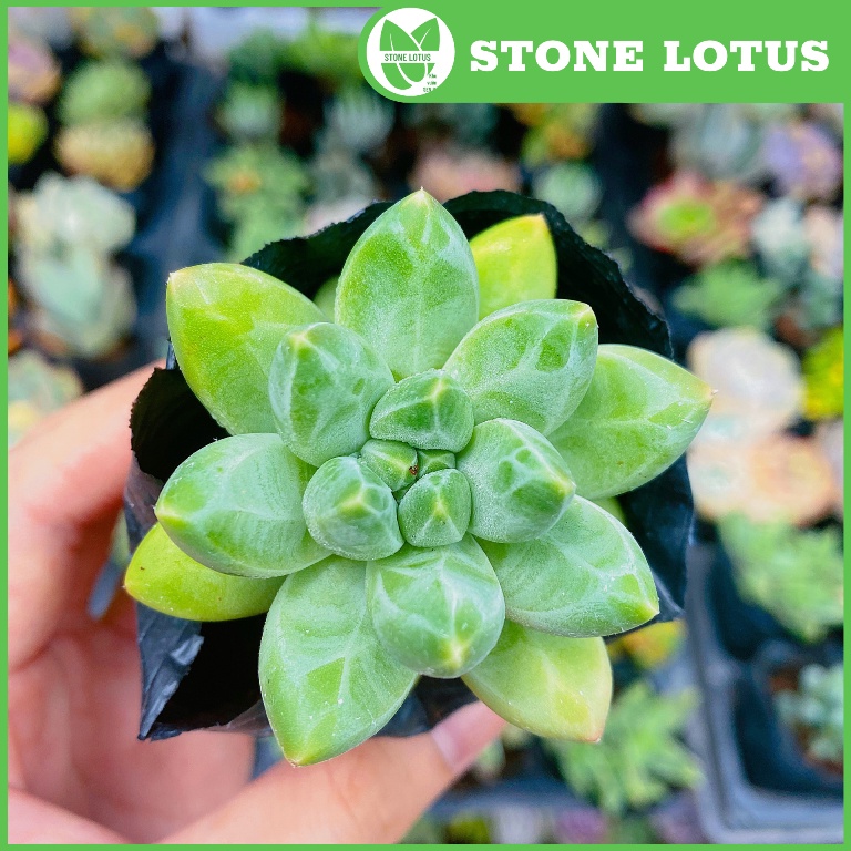 Sen Đá Kim Cương Size 5-8cm, XUẤT XỨ VIỆT NAM, ĐÃ THUẦN KHÍ HẬU, SIÊU KHOẺ ĐẸP, Lỗi 1 ĐỔI 1