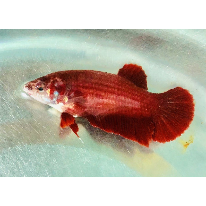 BETTA SUPER RED ( mái )