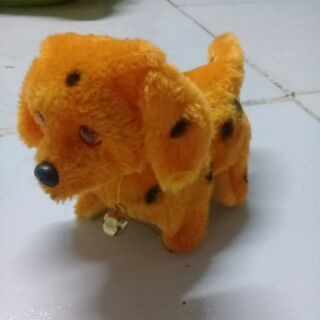Chó bông biết sủa, đi