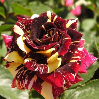 Hoa hồng ngoại Abracadabra Rose