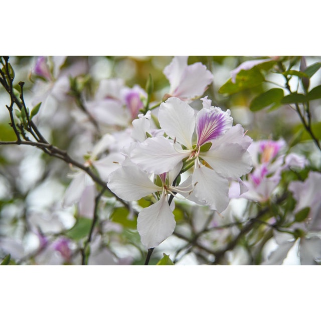 100 gram hạt giống ban tây bắc