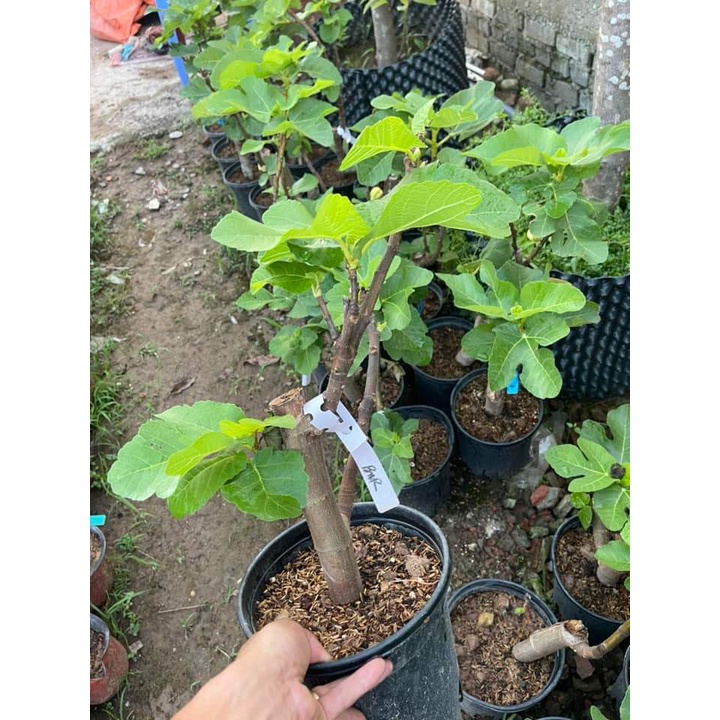 CÂY SUNG MỸ TRÁI VẰN  coconut_toroto_dl