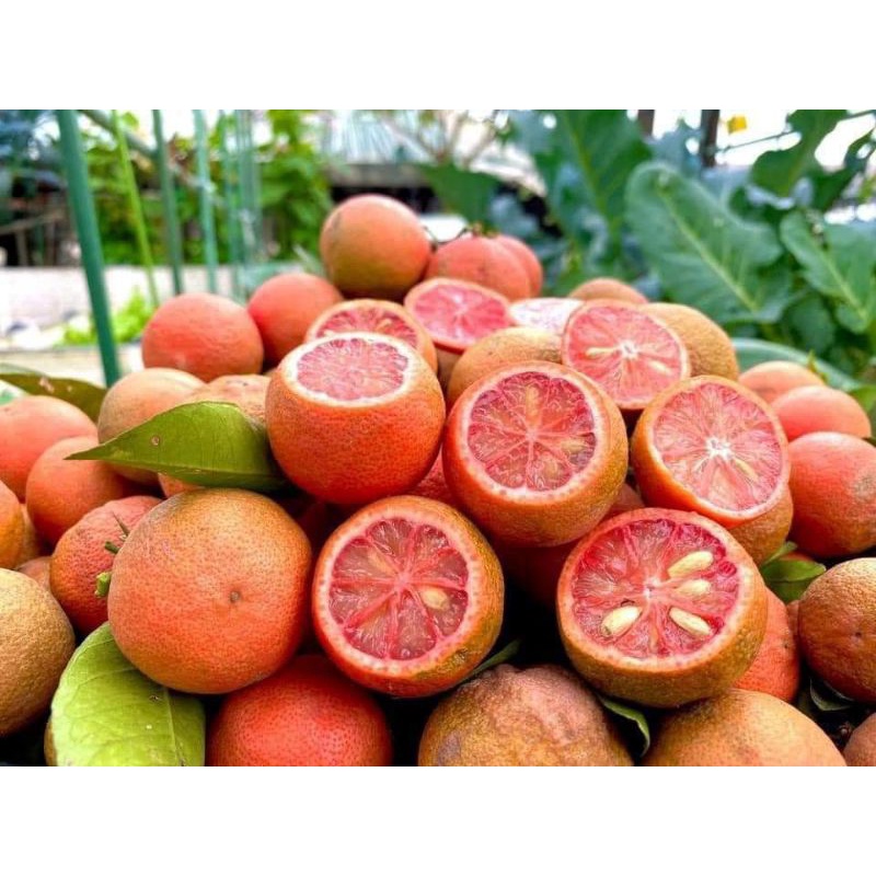 Cây giống Chanh đào