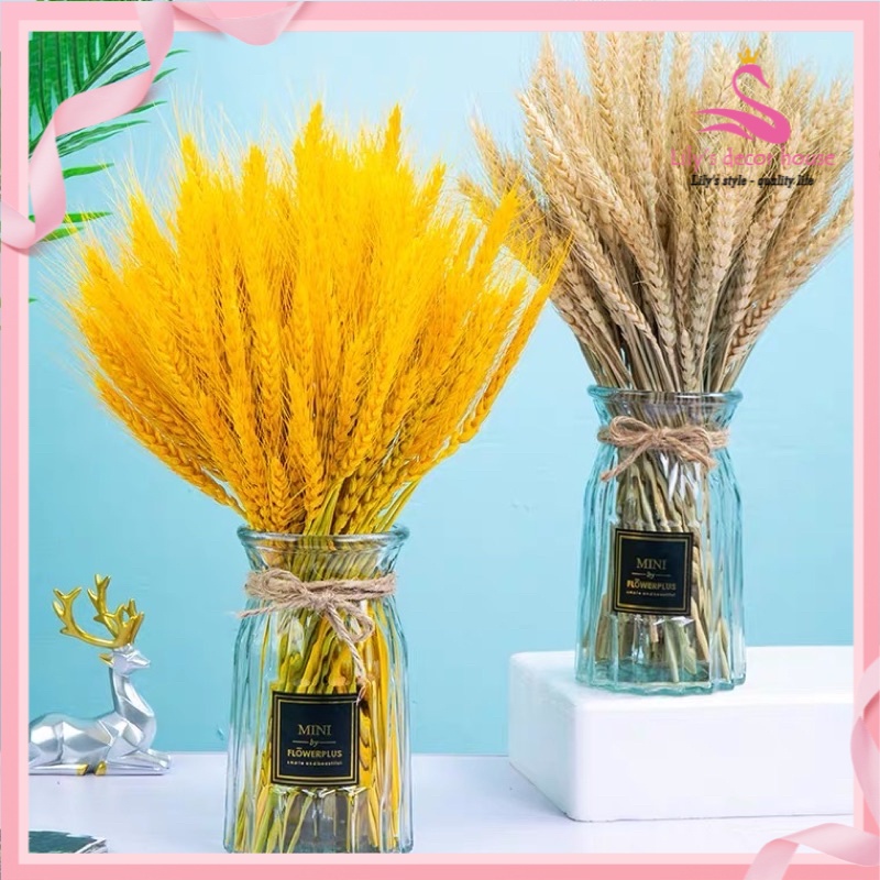 100 Bông lúa mạch vàng loại VIP 1 chụp ảnh hoặc trang trí nhà cửa, Bông Lúa Mạch Khô Decor Trang Trí - Tài Lộc