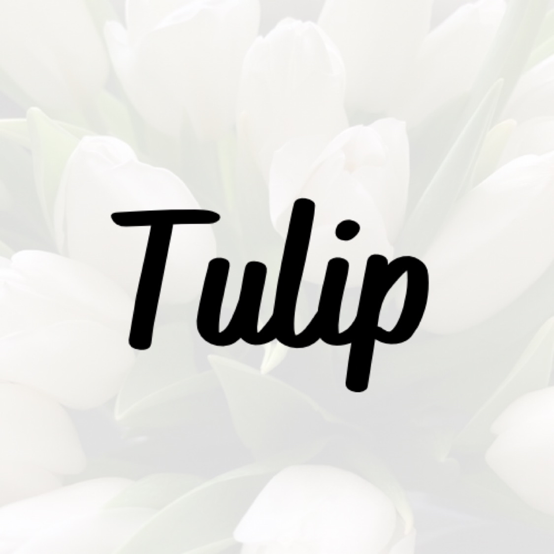 Tulip.Studio