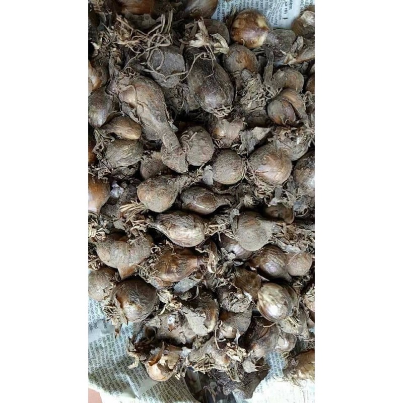 Bộ củ giống hoa Bỉ ngạn đầy đủ màu sỉ 5k