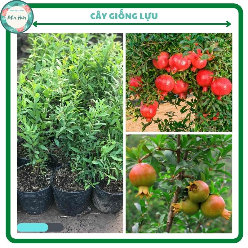 Cây giống lựu đỏ-trắng trồng chậu làm cảnh hoặc trồng thu hoạch quả