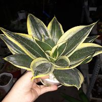 Cây lưỡi hổ Thái lùn-1 cây bầu đất ( không chậu-hình tại shop là hình cuối)