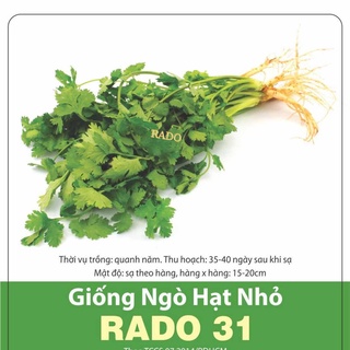 Hạt giống rau mùi ( ngò ) RẠNG ĐÔNG rau thơm phổ biến dễ trồng