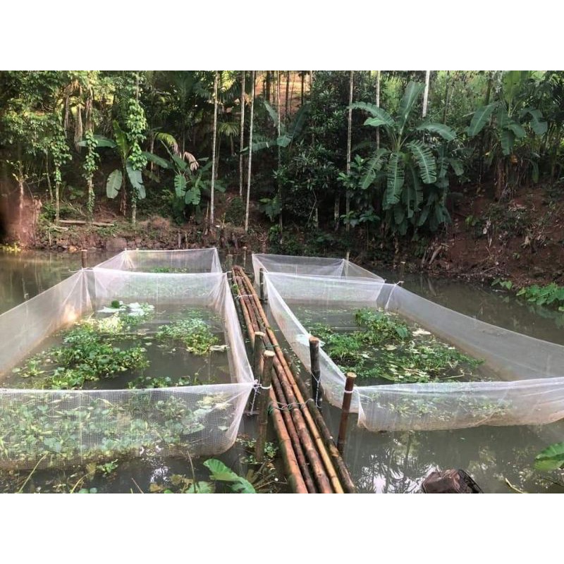 Tráng , lồng ,vèo ươm ốc mới nở loại 3x2x1 ( 1,5li , 2li )