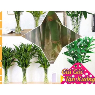 Cây phát lộc , phát tài thu hút tài lộc trồng trong nhà, thủy sinh