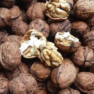 óc chó Việt