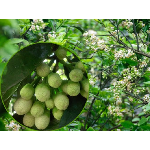Phân bón lá Hợp Trí NPK 10-55-10+TE hộp 500gr - Tạo mầm và Ra hoa
