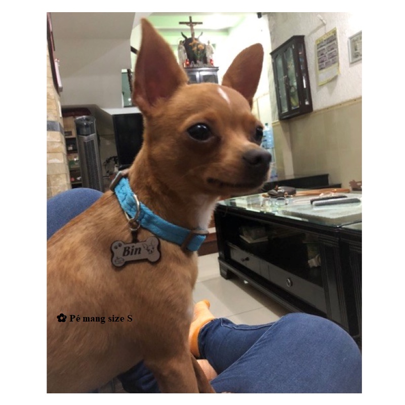 VÒNG CỔ CHO CHÓ MÈO CÓ KHÓA NHỰA, VÒNG CỔ CHÓ -  LOVE PETS SHOP